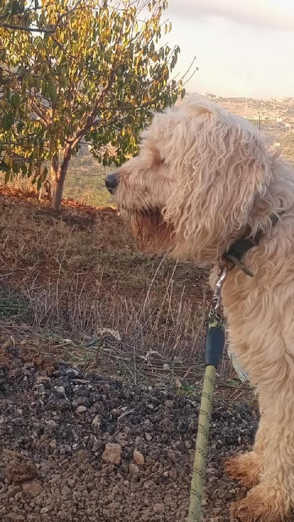 Fluffly, un barbonicino tenerissimo Foto 6